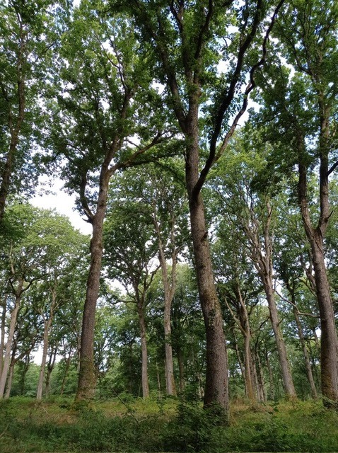 Forêt en Haute Saône